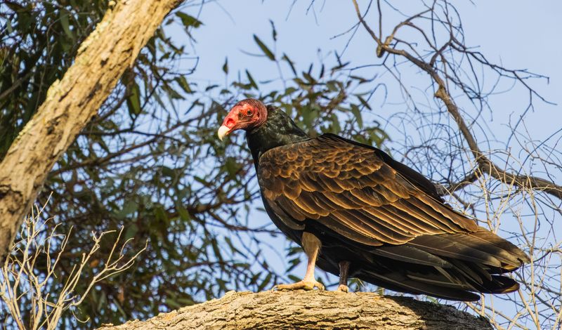 Turkey vulture perched on a tree branch with brown feathers and distinctive red head.