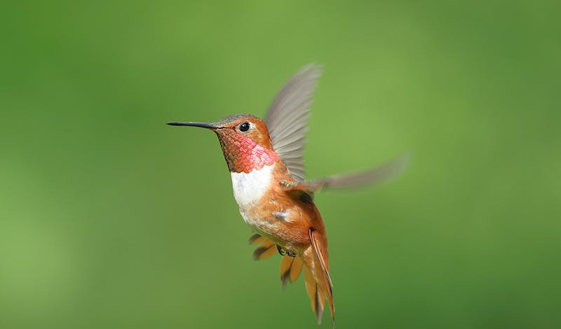 Close-up of a Rufous Hummingbird hovering in mid-air with a vibrant green backdrop.