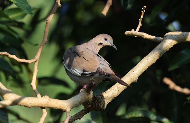 A White-winged Dove sits gracefully on a tree branch surrounded by lush foliage.
