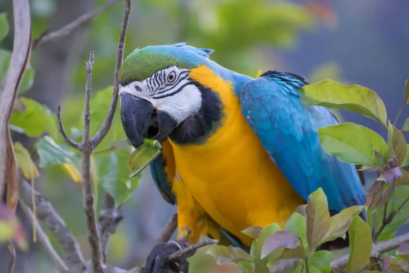 Photo of Blue-and-yellow Macaw