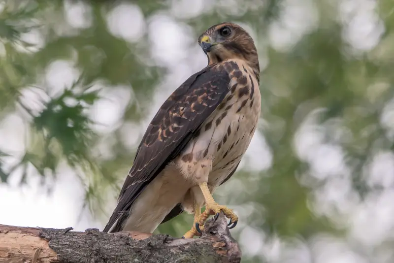 Photo of Broad-winged Hawk