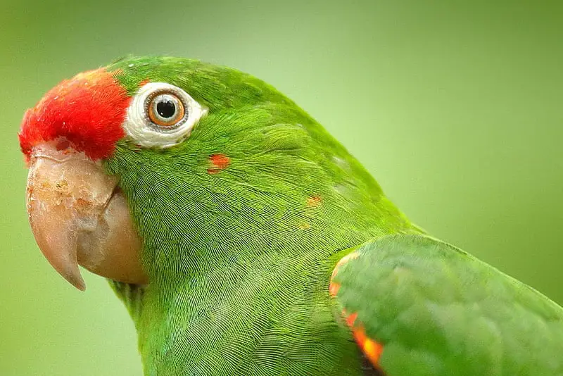 Photo of Crimson-fronted Parakeet