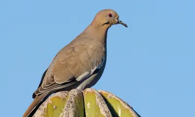 Doves in Arizona