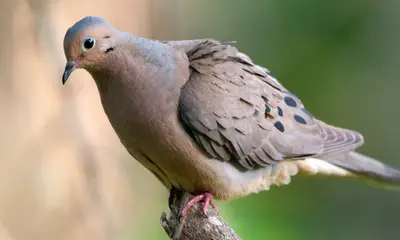 Doves in California