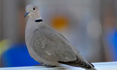Doves in Florida