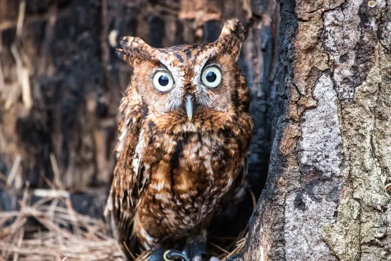 Photo of Eastern Screech-owl