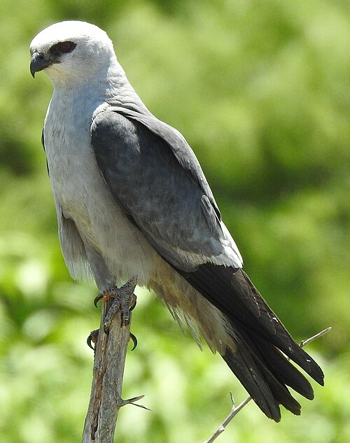 Mississippi Kite (Ictinia mississippiensis) sitting on tree branch