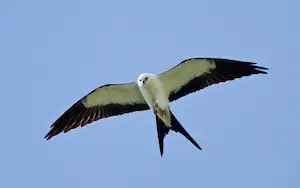 Kite birds in Florida