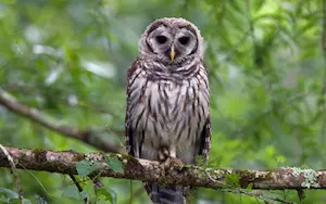 Michigan owl sounds