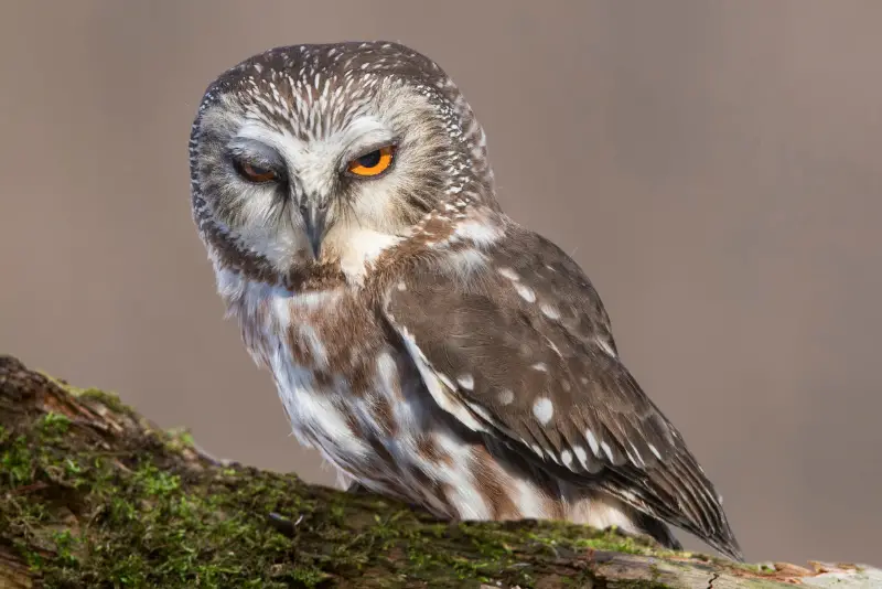 Photo of Northern Saw-whet Owl