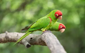 Parrots in California