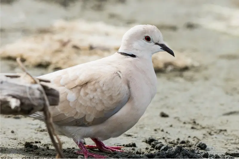 Photo of African Collared Dove