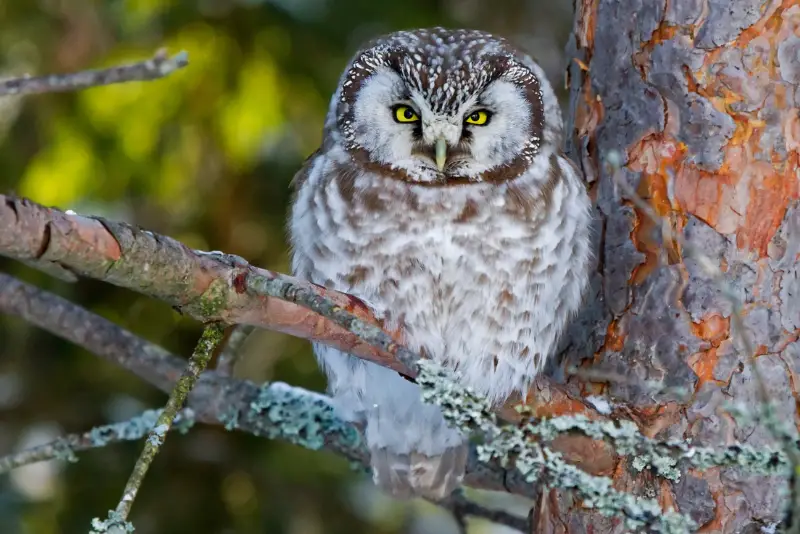 Photo of Boreal Owl