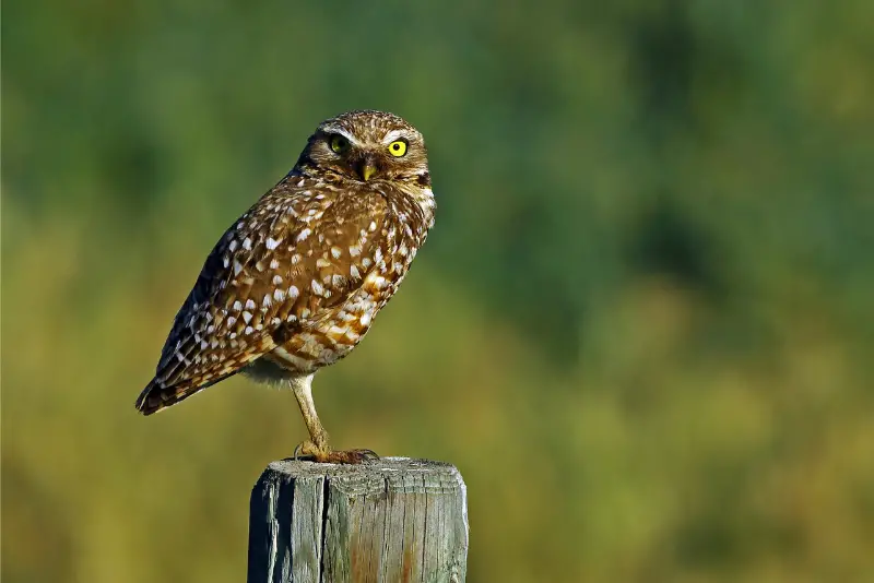 Photo of Burrowing Owl