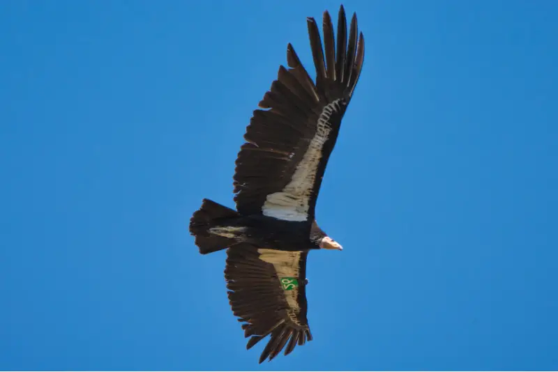 Photo of California Condor in flight
