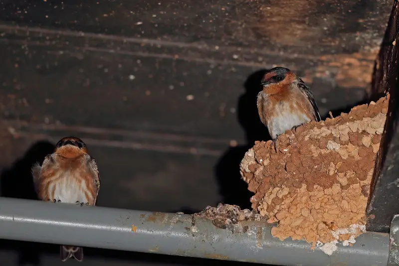 Photo of Cave Swallow