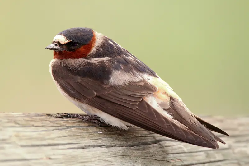Photo of Cliff Swallow