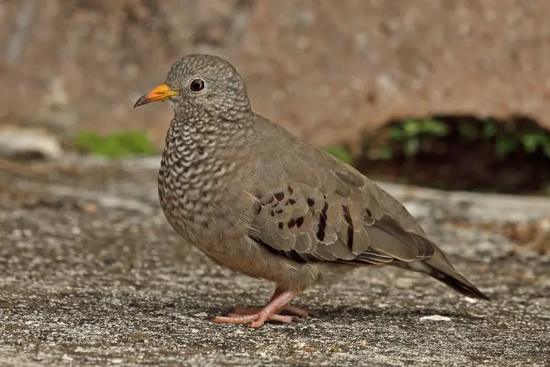 Photo of Common Ground Dove