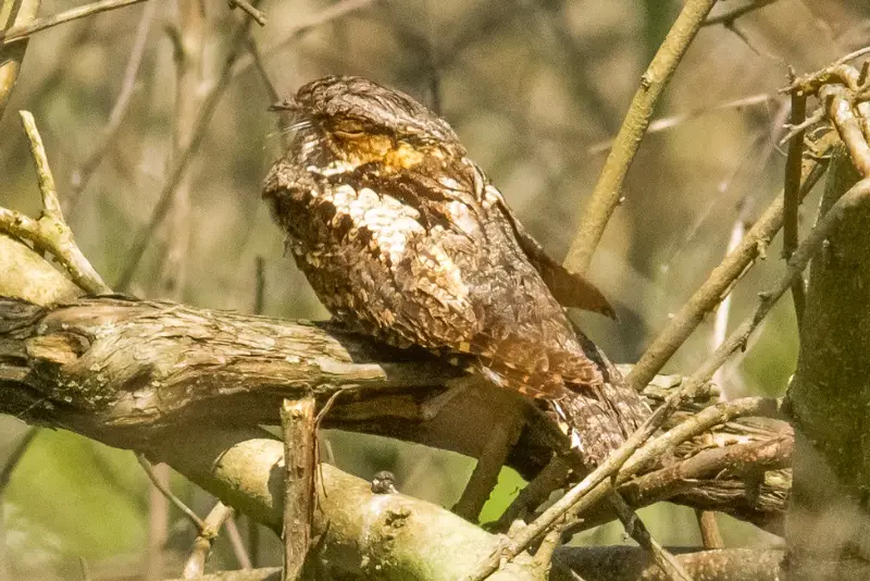 Photo of Eastern Whip-poor-will resting during the day