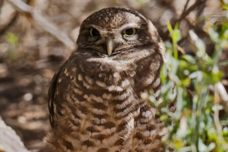 Photo of Elf Owl