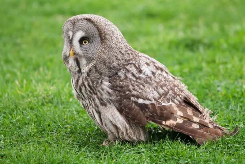 Photo of Great Gray Owl