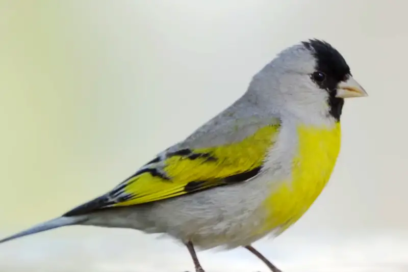 Photo of Lawrence's Goldfinch adult male