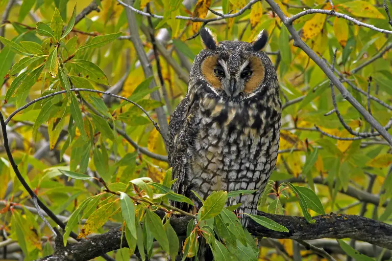 Photo of Long-eared Owl