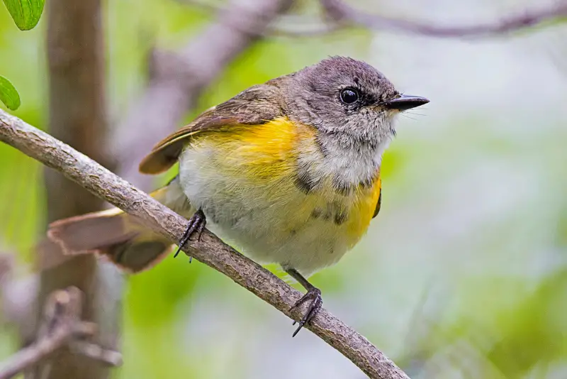 Photo of MacGillivray's Warbler adult female