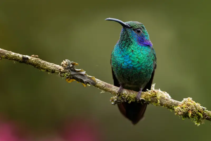 Photo of Mexican Violetear
