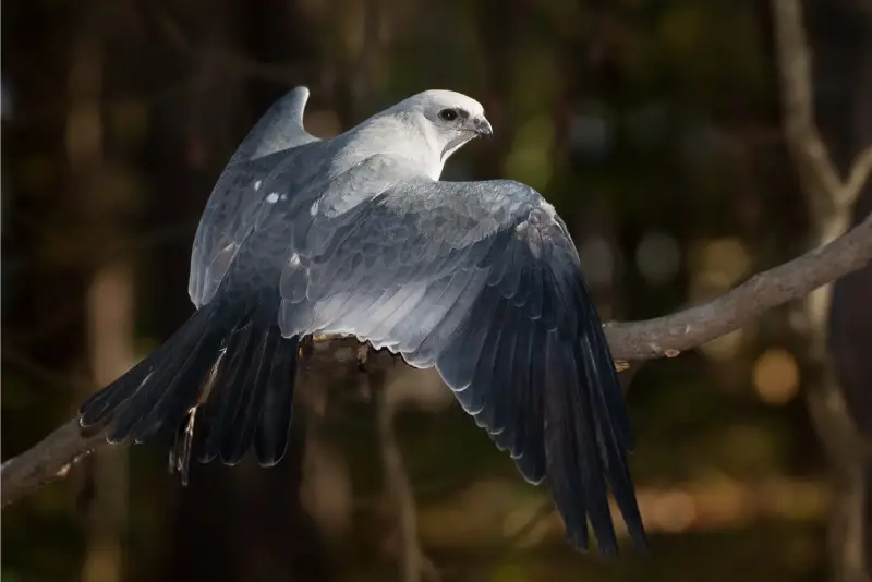 Photo of Mississippi Kite perched on a branch
