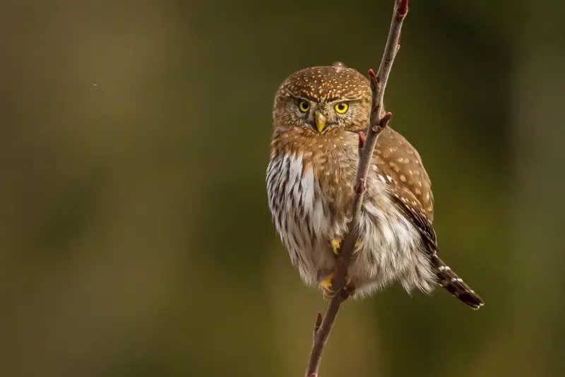 Photo of Northern Pygmy Owl