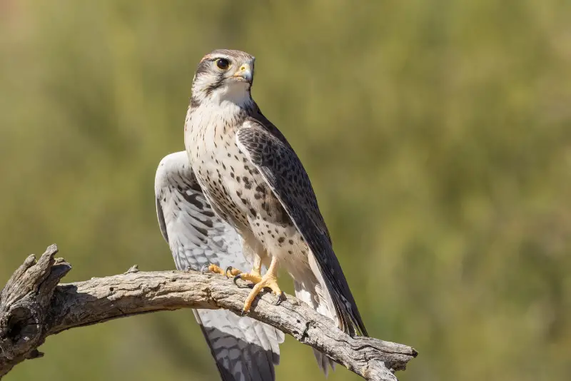 Photo of Prairie Falcon