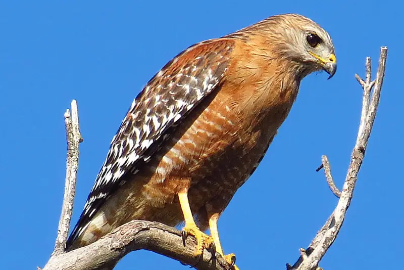 Photo of Red-shouldered Hawk