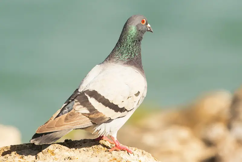 Photo of Rock Pigeon