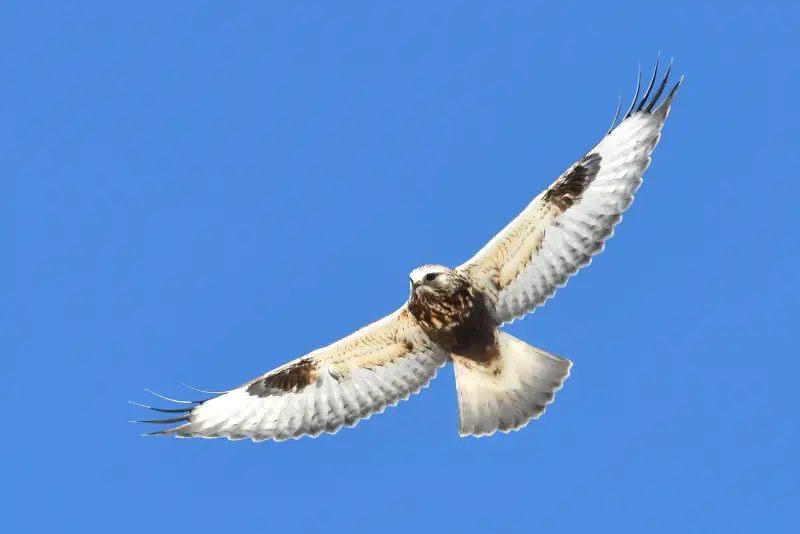 Photo of Rough-legged Hawk