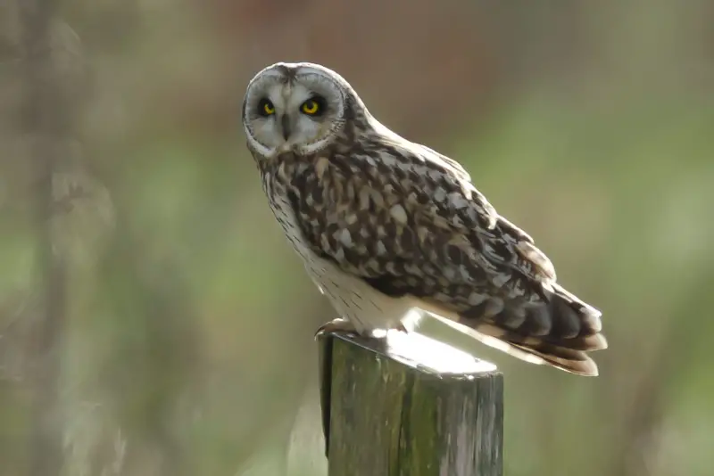 Photo of Short-eared Owl