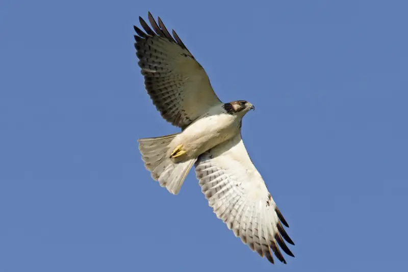 Photo of Short-tailed Hawk in flight