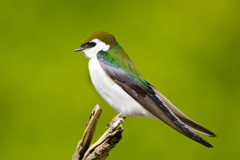 Photo of Violet-green Swallow