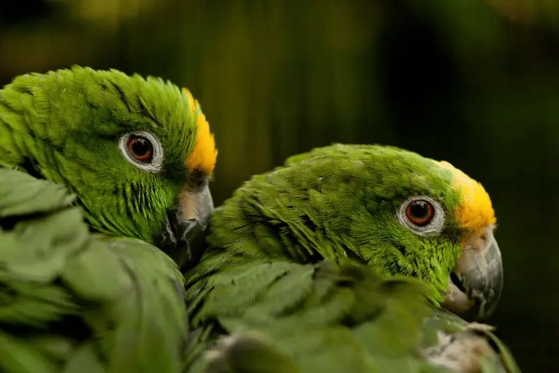 Photo of Yellow-crowned Amazon