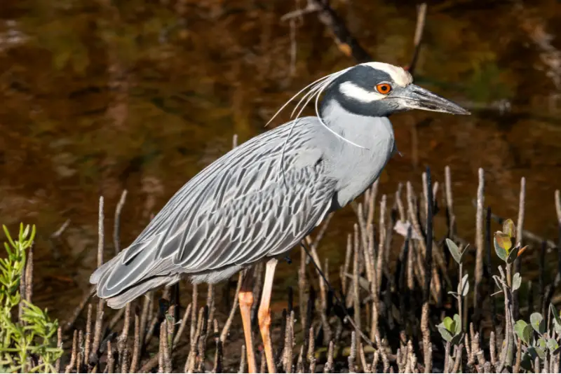 Photo of Yellow-crowned Night-Heron adult