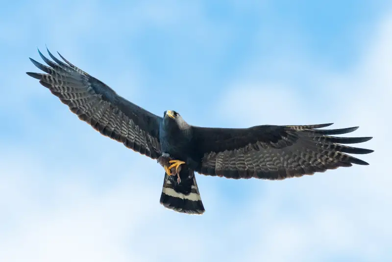 Photo of Zone-tailed Hawk