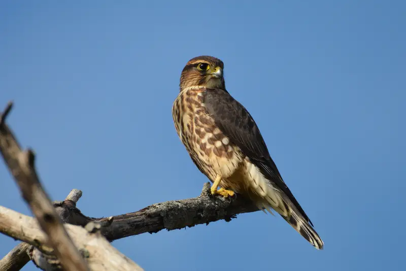 Photo of juvenile Merlin perched on a branch