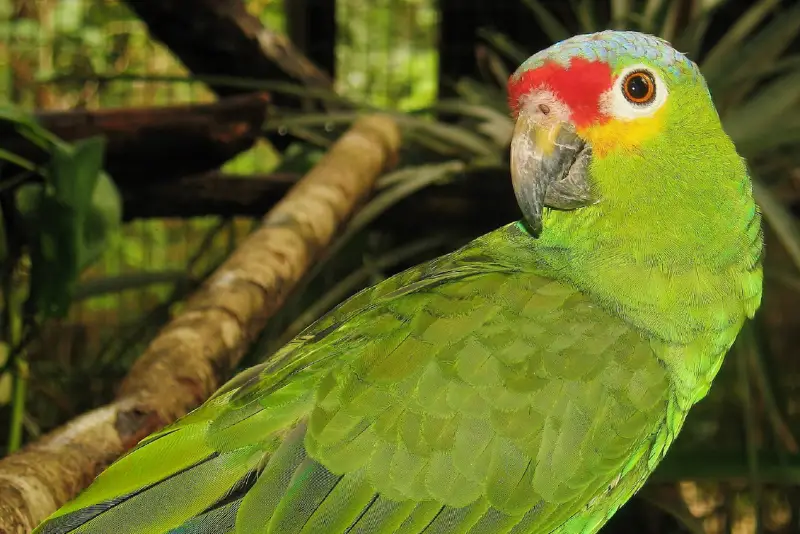 Photo of Red-lored Parrot