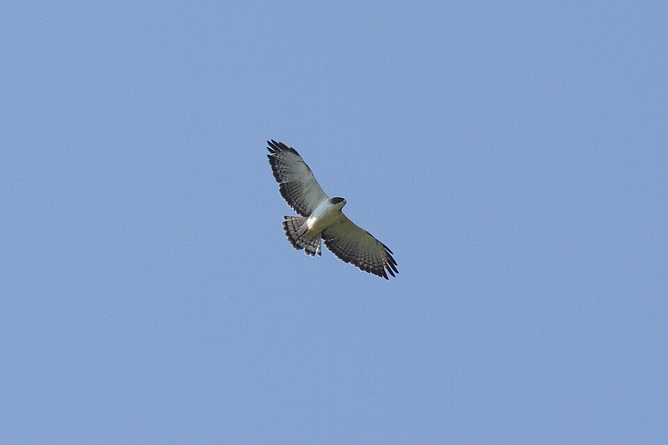 Short-tailed Hawk (Buteo brachyurus) flying high in the sky