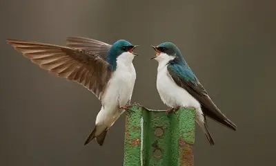 Swallows in California