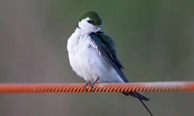 Swallows in Colorado
