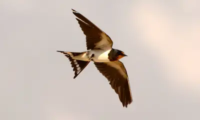 Swallows in Florida