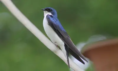 Swallows in Michigan