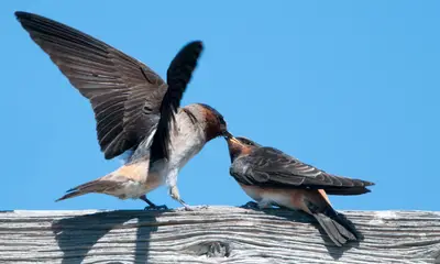 Swallows in Ohio