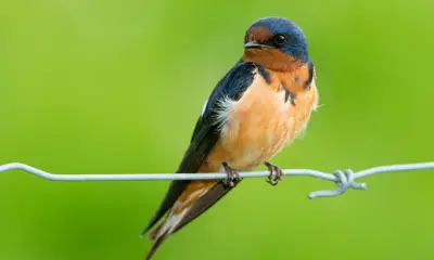 Swallows in Texas